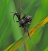 Xysticus sp.